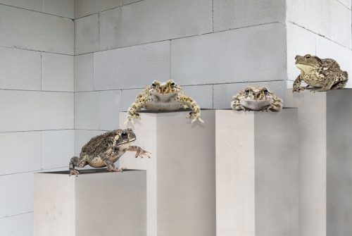 Krotenwanderung Vorteile