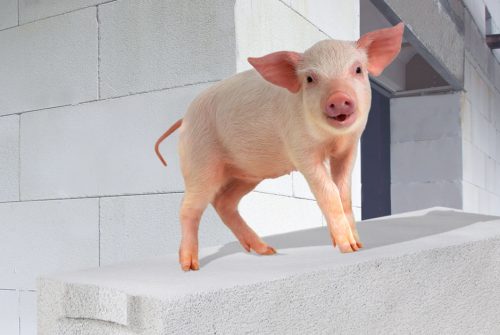 Schwein Pfeift Vorteile